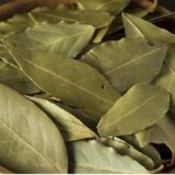 Bay leaf